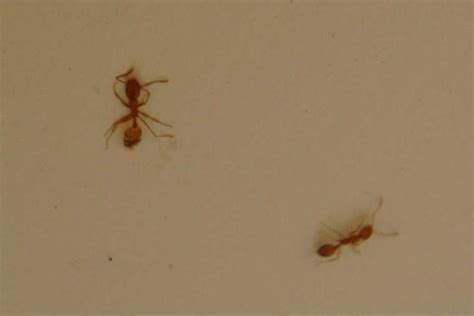 家裡很多小螞蟻 右肩胛骨有痣